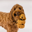 Load image into Gallery viewer, P.L.A.Y.'s Pup Cup Cafe Collection - Cookies n' Treats Toy hanging from brown dog's mouth
