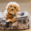 Load image into Gallery viewer, P.L.A.Y. Dreamland Lounge Bed Collection - Frost Gray with small fluffy dog laying on bed
