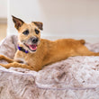 Load image into Gallery viewer, P.L.A.Y. Dreamland Lounge Bed Collection - Sandstorm with shaggy dog laying in it smiling
