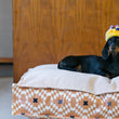 Load image into Gallery viewer, P.L.A.Y. Mini Party Time Collection - Canine Crown Toy being worn by a small black wiener dog on a Boxy Bed
