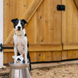 Load image into Gallery viewer, P.L.A.Y. Barnyard Buddies Cole the Cow  sitting on top of a steel barrel with a black and white dog perched up behind it in front of a barn
