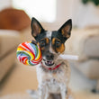 Load image into Gallery viewer, P.L.A.Y. Snack Attack Collection - Lollipup Mini Toy in little dog's mouth while dog stares at camera
