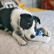 Load image into Gallery viewer, P.L.A.Y. 90s Classics Collection - Game Bone Toy being enjoyed by black and white pup laying on a bed
