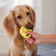 Load image into Gallery viewer, P.L.A.Y. Paw-nukkah Collection Gelt-y Treats Toy - dog biting down on coin while human is holding on
