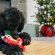 Load image into Gallery viewer, Home for the Holidays Holiday Hauler Toy - Black Poodle playing with truck on a woven rug in front of a Christmas Tree
