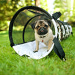 Load image into Gallery viewer, P.L.A.Y. Tunnel outdoors with Momo the Pug puppy standing in it
