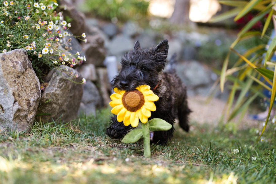 it-dogs スイートフラワーチュチュＳ Durable Dog Plush Toy: Sassy Sunflower – Play Pet Brands