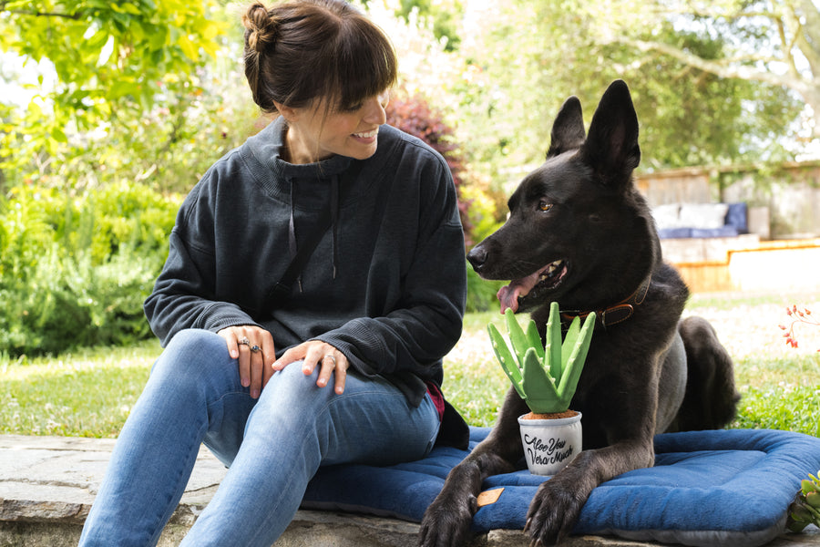 dog aloe plant P.L.A.Y. Blooming Buddies Aloe-ve You Plant Dog Toy