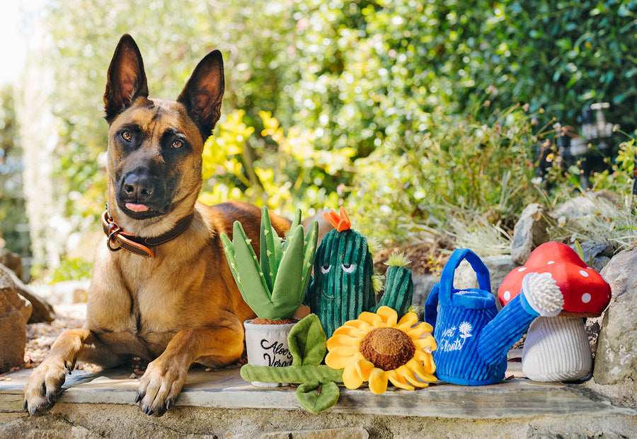 succulent dog toy Blooming Buddies Cactus & Garden Dog Toy Collection