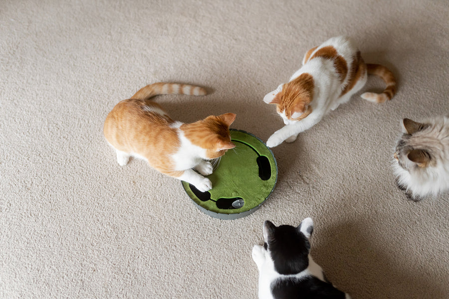 Interactive Cat Toy: The Feline Frenzy Peek-a-Boo Mouse from Play Pet Brands