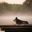 Load image into Gallery viewer, Scout &amp; About Outdoor Chill Pad in Vanilla with dog sitting on dock with fog in background
