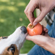 Load image into Gallery viewer, ZoomieRex IncrediBall by P.L.A.Y. - orange ball getting stuffed with treats by human with dog nosing it
