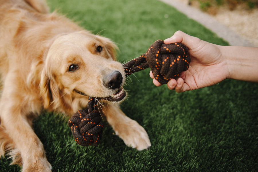 active dog toys rope line P.L.A.Y. Barbell Scout & About Rope Dog Toy, Small