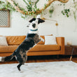 Load image into Gallery viewer, P.L.A.Y. Fetching Flock Edgar the Eagle Toy - in dog's mouth leaping into the air in living room
