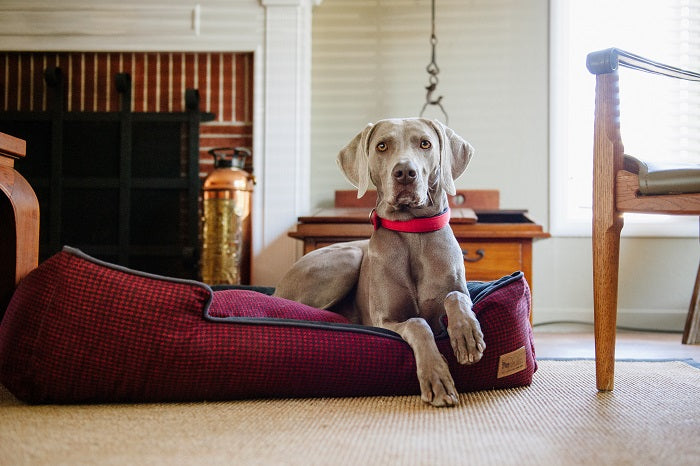 sachin and babi light blue dress Tucker Murphy Pet Elevated Dog Bed  Large Raised Bed with Mattress &  Frame, Modern Style, Durable for Large Dogs - Aerin & Reviews