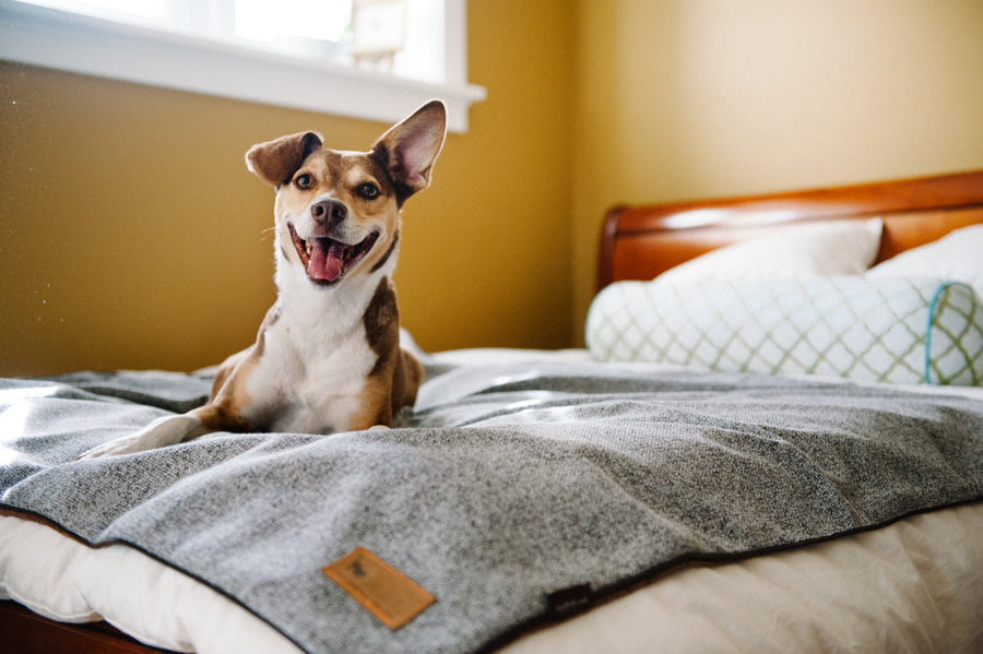 throw blanket luxe faux fur pet bed