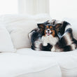 Load image into Gallery viewer, P.L.A.Y. Snuggle Bed - Graphite Black with small fluffy dog smiling inside cup-shaped bed on white couch
