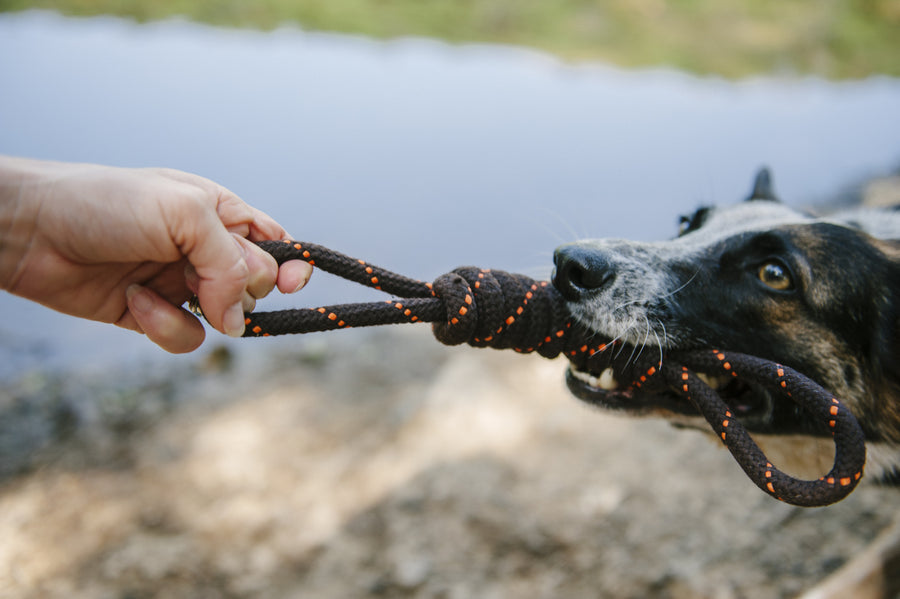 P.L.A.Y. Dog Toy