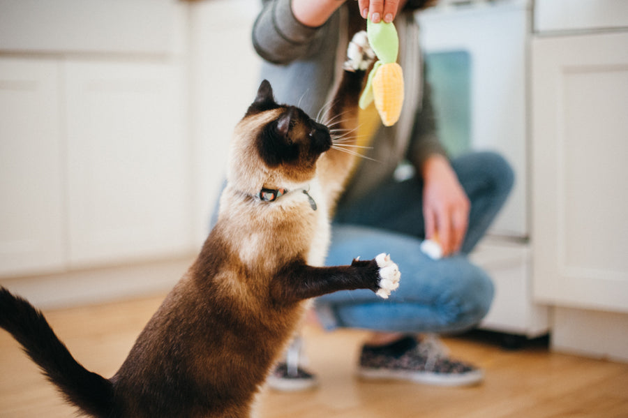 Purrfect Picnic: Crinkle Plush Chicken Wing & Corn Cat Toy – Play