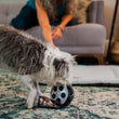 Load image into Gallery viewer, P.L.A.Y. Hollywoof Cinema Momo's Movie Reel Toy - scruffy gray and white dog playing with toy on rug in living room
