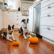 Load image into Gallery viewer, P.L.A.Y. Garden Fresh Collection - Pumpkin Toy lifestyle image with two dogs, small and large, sitting on wooden floor in kitchen looking up at camera with pumpkin toy in front of them
