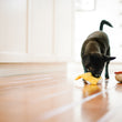 Load image into Gallery viewer, Barking Brunch Collection by P.L.A.Y. Benny's Benedict Toy small black dog playing with it in kitchen
