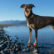 Load image into Gallery viewer, P.L.A.Y. Dog Tennis Ball - ball at dog's feet in water
