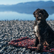 Load image into Gallery viewer, Scout &amp; About Outdoor Chill Pad in Mocha with dog in sit position with beautiful Lake Tahoe in the background on a rocky beach

