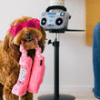 Load image into Gallery viewer, Dog with hot pink glasses on holding cord of 80s Classics Toy Collection by P.L.A.Y. Paw Talk toy from mouth

