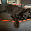 Load image into Gallery viewer, Urban Denim Lounge Bed by P.L.A.Y. with Mandarin Trim with black lab sleeping in it
