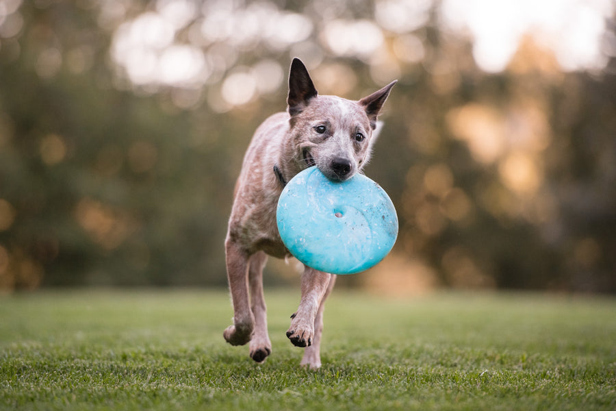ZoomieRex InifiniDisc Toy: A Durable Rubber Dog Frisbee – Play Pet
