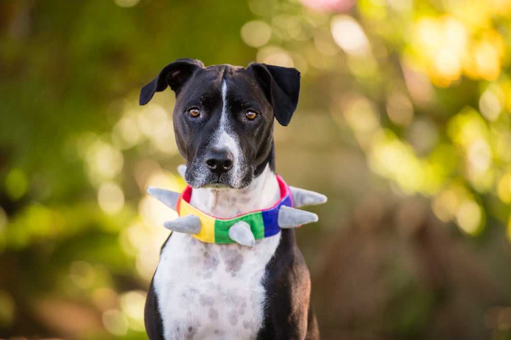 Rainbow Plush Collars for Dogs and Cats – Play Pet Brands