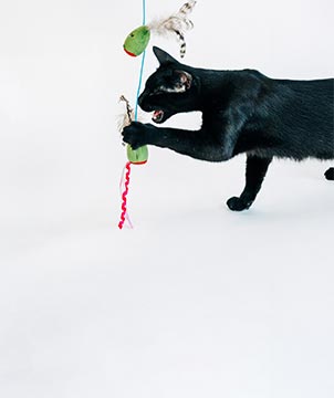 P.L.A.Y. PET LIFESTYLE AND YOU INC