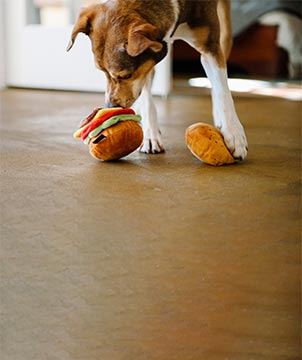 P.L.A.Y. PET LIFESTYLE AND YOU INC