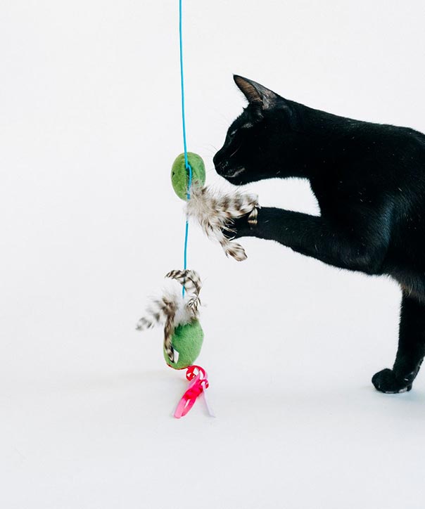 P.L.A.Y. PET LIFESTYLE AND YOU INC