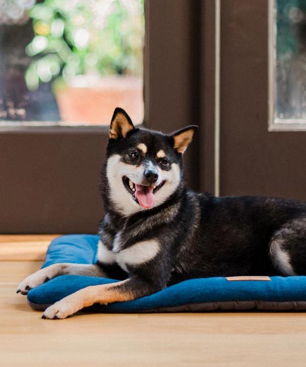 P.L.A.Y. PET LIFESTYLE AND YOU INC