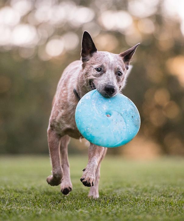 P.L.A.Y. PET LIFESTYLE AND YOU INC