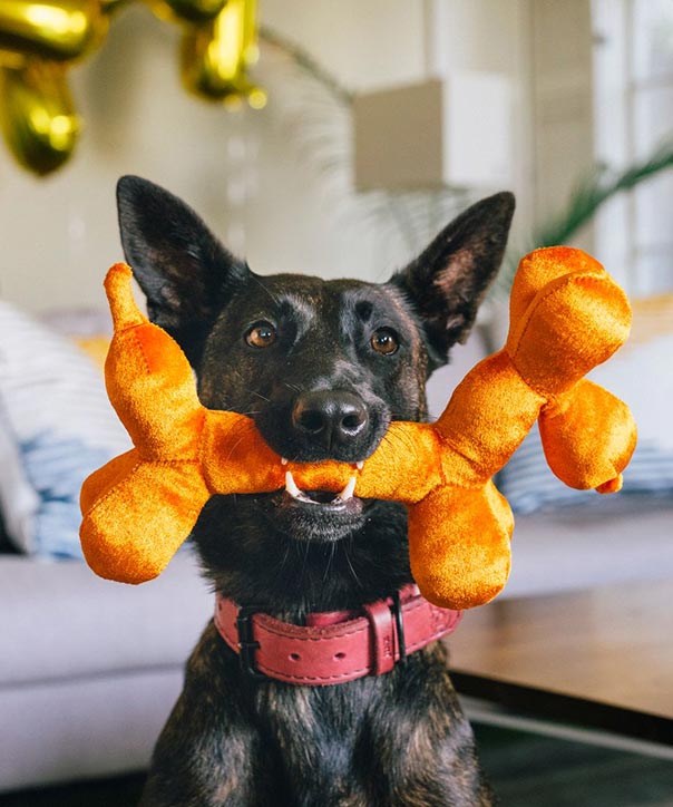 P.L.A.Y. PET LIFESTYLE AND YOU INC